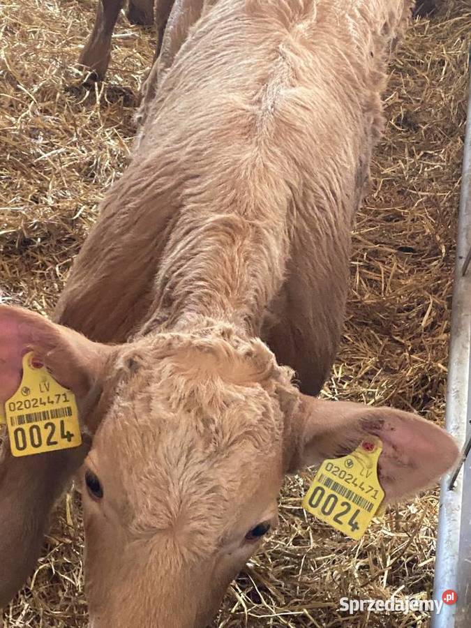 Byczki I jaloszki ras mięsnych 784 634 662