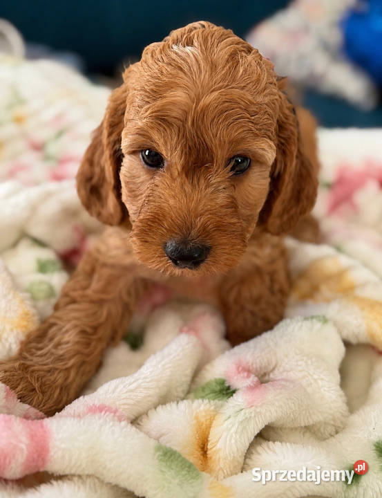 Cockapoo f1b śliczne szczenięta Brody sprzedam