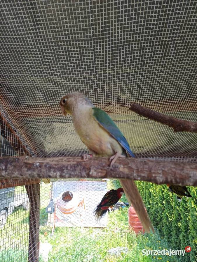 Papugi Faliste nimfy świergotki rozelle Kalisz