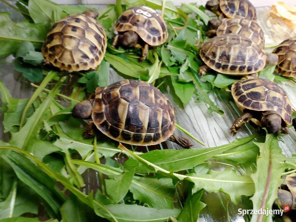 Żółw grecki lądowy Testudo hermanni Bielsko-Biała