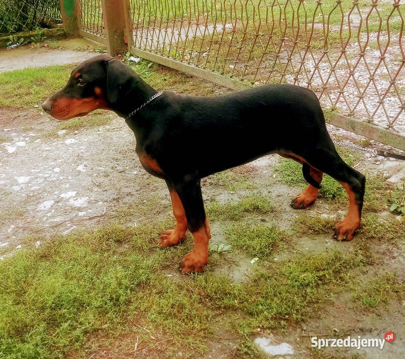 Doberman FCI ZKwP tanio Doberman świętokrzyskie