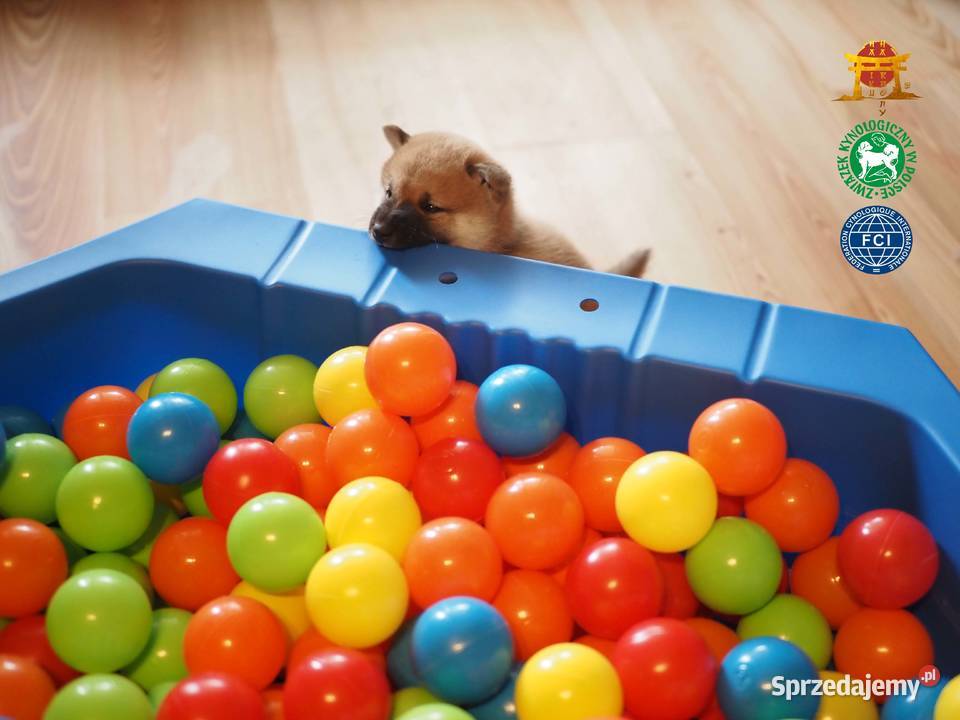 Piesek Suczka czerwony Shiba Inu ZKwPFCI Starogard Gdański sprzedam
