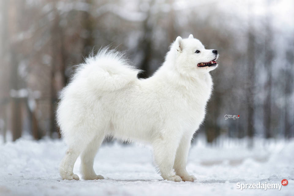 Szczeniaczki rodowodowe SAMOYED FCI ZKwP Garwolin
