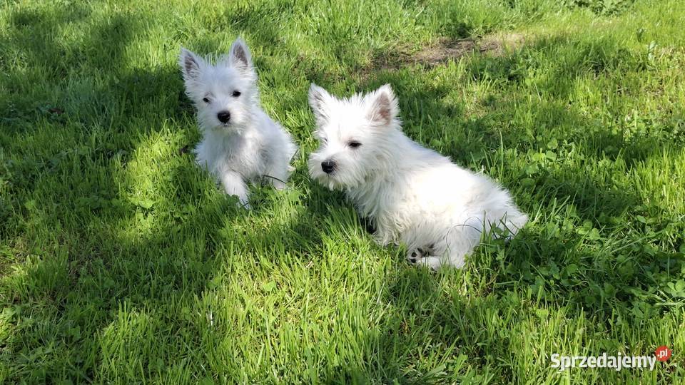 West highland white terrier warmińsko-mazurskie