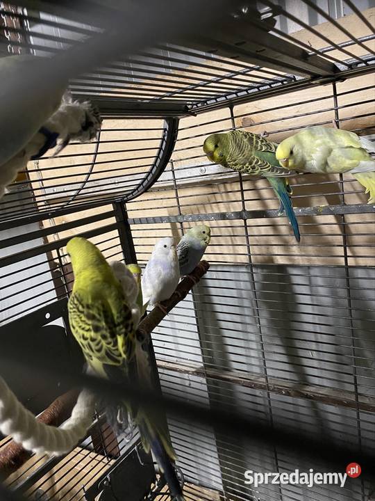 Papugi faliste Damasławek