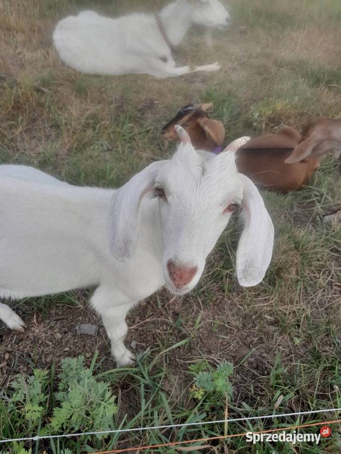 Kozy z mlekiem Kozioł mlode kózki Dojarka kujawsko-pomorskie Żnin sprzedam