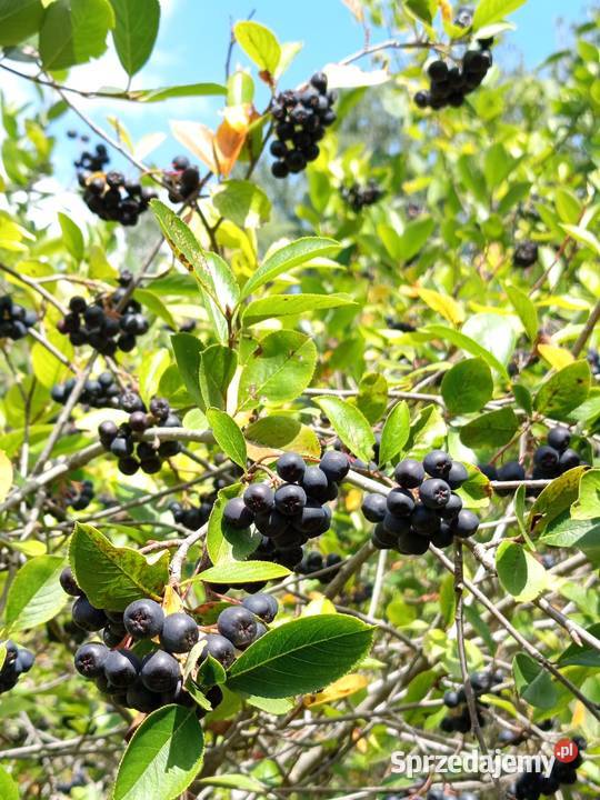 Aronia z własnej uprawy Lublin