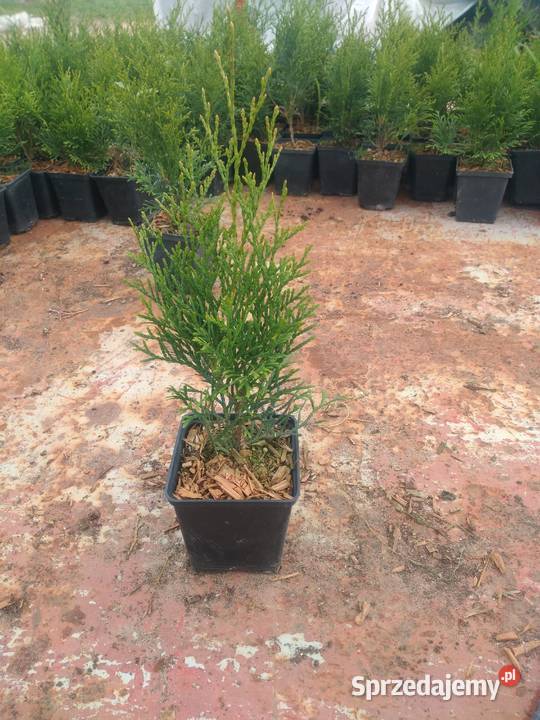 TUJA SZMARAGF 140 DO 160 WYPRZEDAŻ HURT DETAL Iglaste