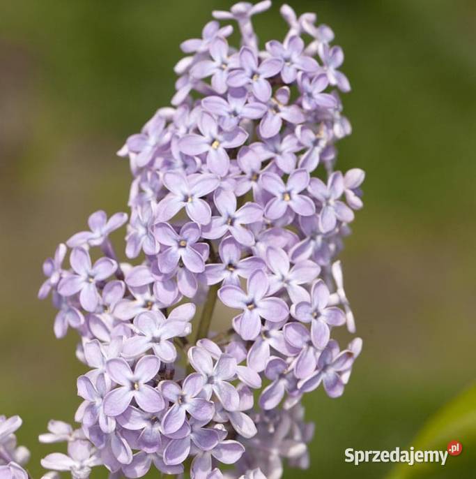 Bzy lilaki Syringa odmiany różne mayera