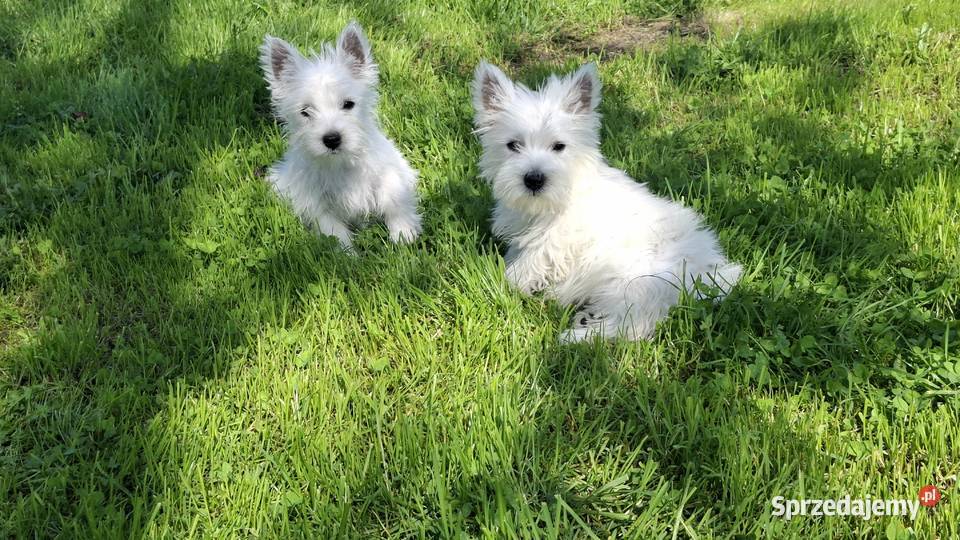West highland white terrier Ełk