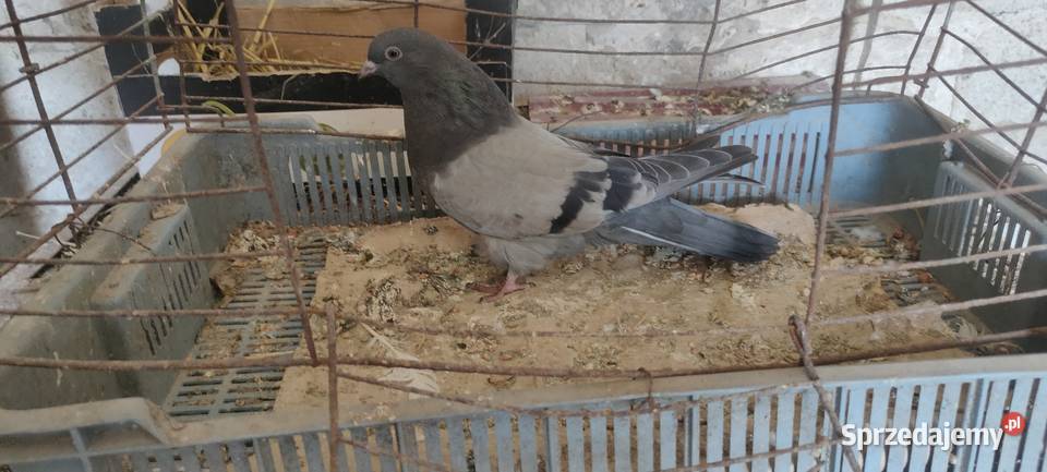 Sprzedam gołębie Mikołajewskie Tokarówka