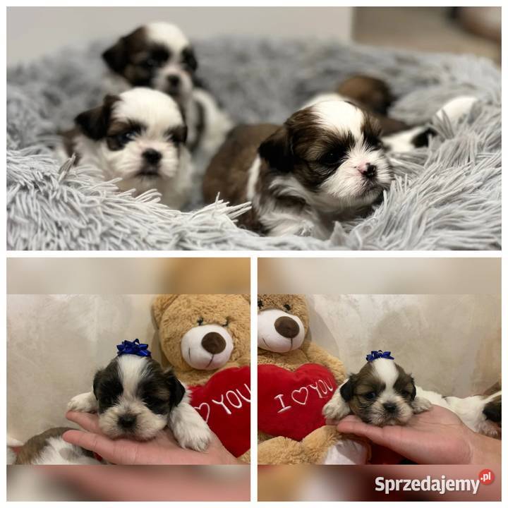 Shih TZU suczki tricolor Żory sprzedam
