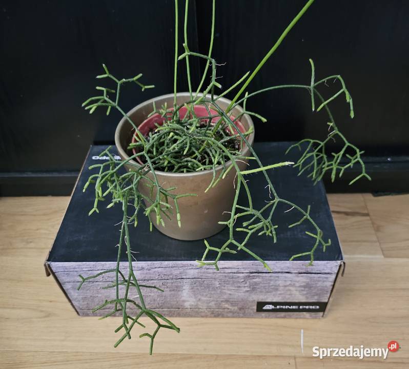 Rhipsalis patyczak zwisający roślina doniczkowa Oświęcim