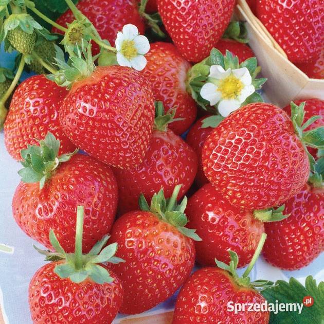 Sadzonki truskawek Truskawki Gigant doniczkowane Wilamowice