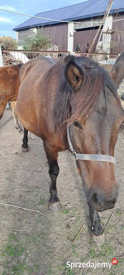 Klacz huculska 5lat Koprzywnica