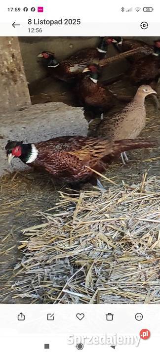 Bażanty łowne sprzedam
