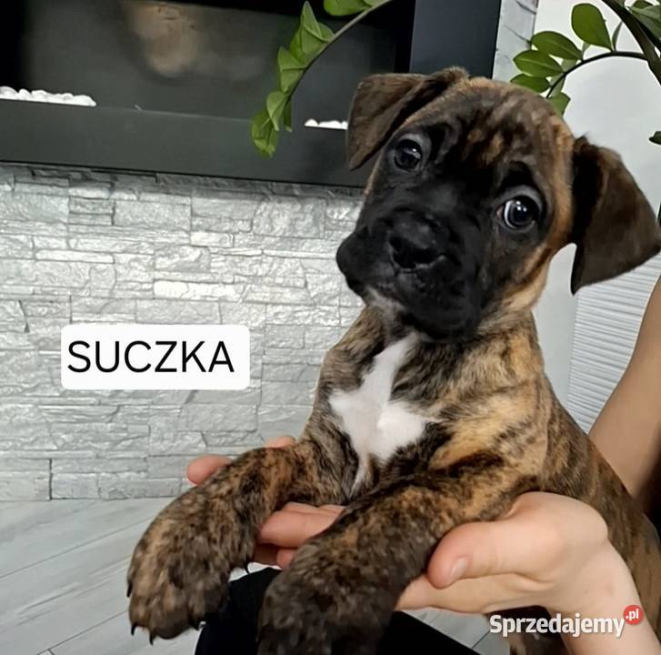 Szczeniaki Bokser Bokser Baszyny sprzedam