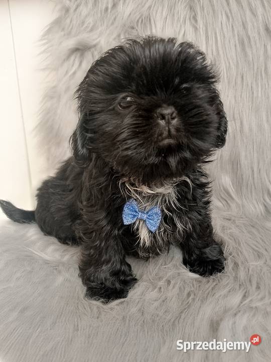 Piesek rasy ShihTzu Ostrzeszów sprzedam