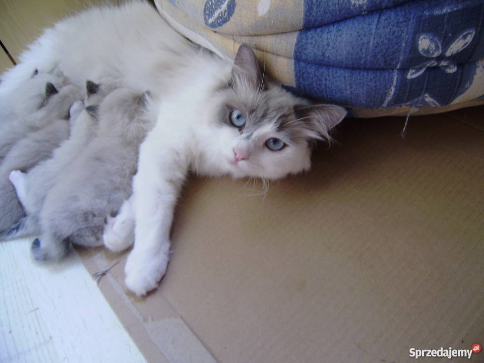 RAGDOLL Gdańsk Koty pomorskie