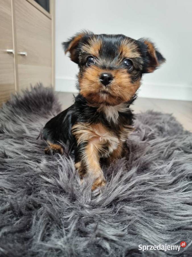 York Pies szczeniak Klecie