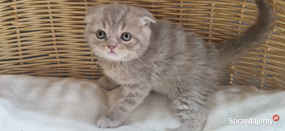 Kocurek Szkocki liliowy pręgowany zwisłouchy