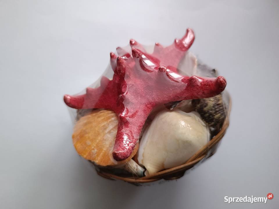 Muszelki Pamiątka znad morza