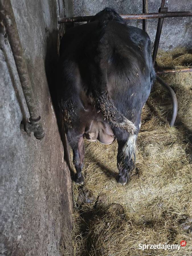 Sprzedam jałówkę Kadzidło