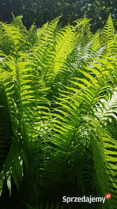 Paproć ogrodowa sadzonkaXXL Lublin