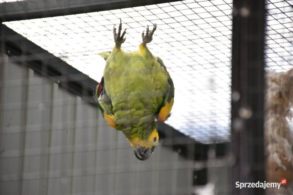 amazonka niebieskoczelna Nowe sprzedam