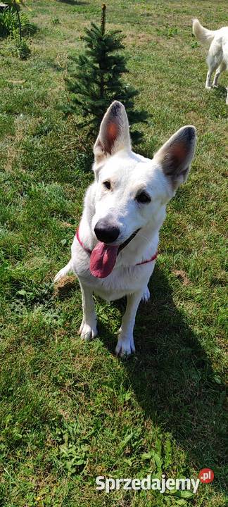 Biały owczarek szwajcarski