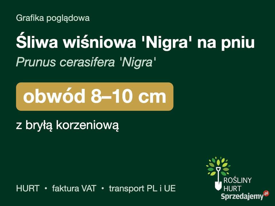 Śliwa wiśniowa Nigra na pniu obwód 810 z bryłą sprzedam