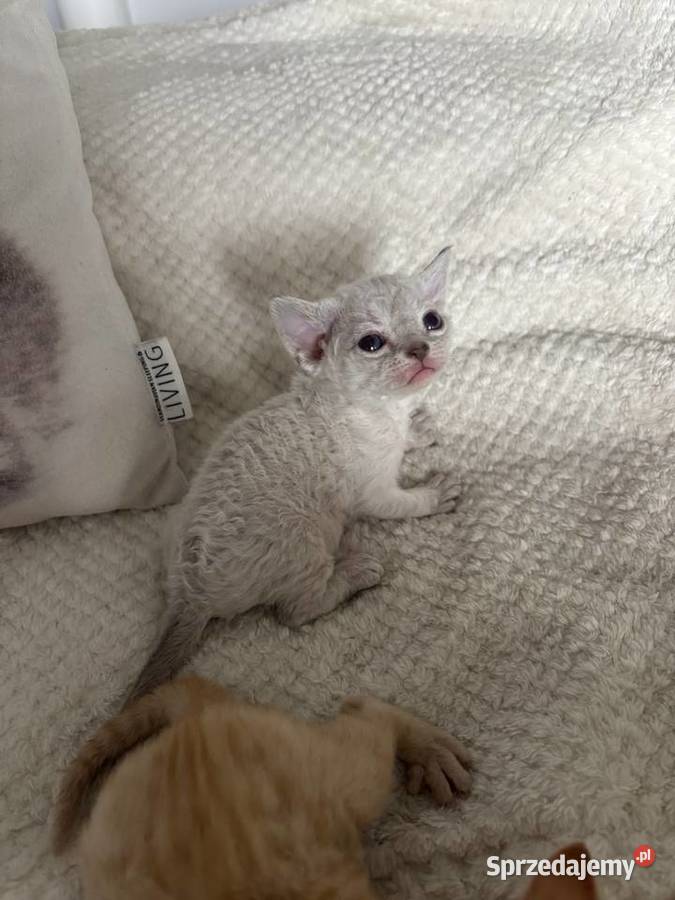 koteczka Devon Rex oczy niebieskie Wrocław