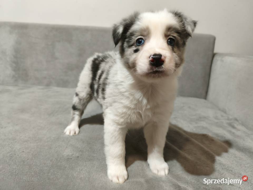 Suczka Border collie blue merle z rodowodem z Zwierzęta Rymanów