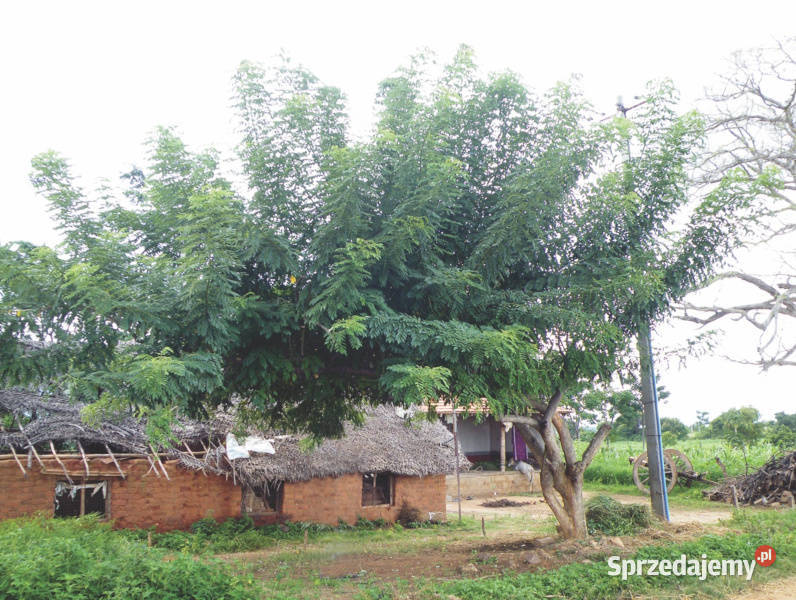 GLIRICIDIA Gliricidia sepium NASIONA 100g Ogród