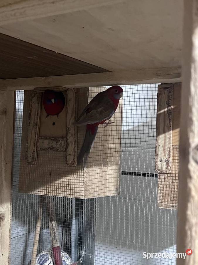 Sprzedam papugę rozelle królewską Ptaki