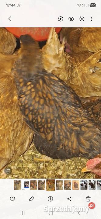 Wyandotte złotołuskowe Chyżne