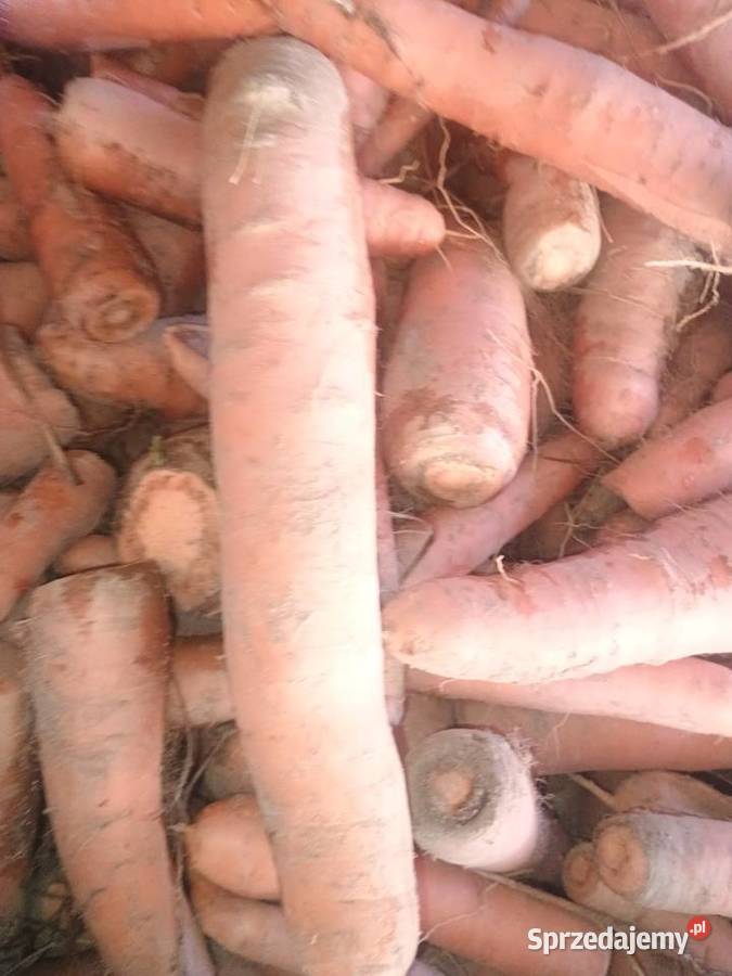 Marchewka sprzedam