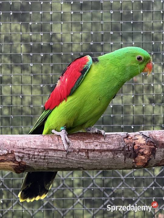 Sprzedam samca Krasnopiórka czerwonoskrzydła Wieliczka sprzedam