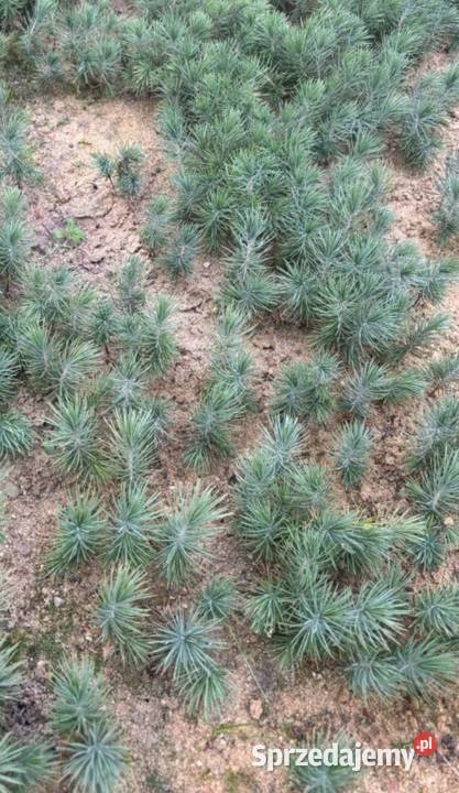 Sosna Aristata oścista siewki sadzonki kopane z wielkopolskie Kępno sprzedam
