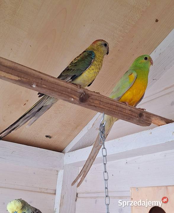 Para modrolotek szeków i świergotek