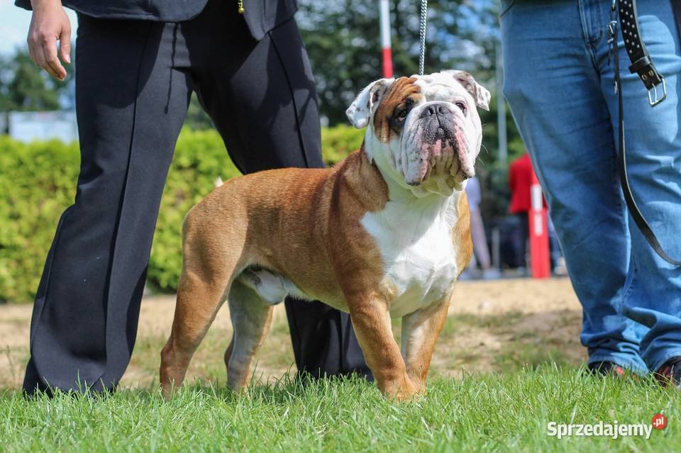 Buldog Angielski REPRODUKTOR krycie championem Bydgoszcz