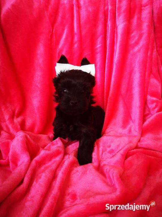 Kolorowe Yoreczki Yorkshire Terrier samce pomorskie Gdańsk