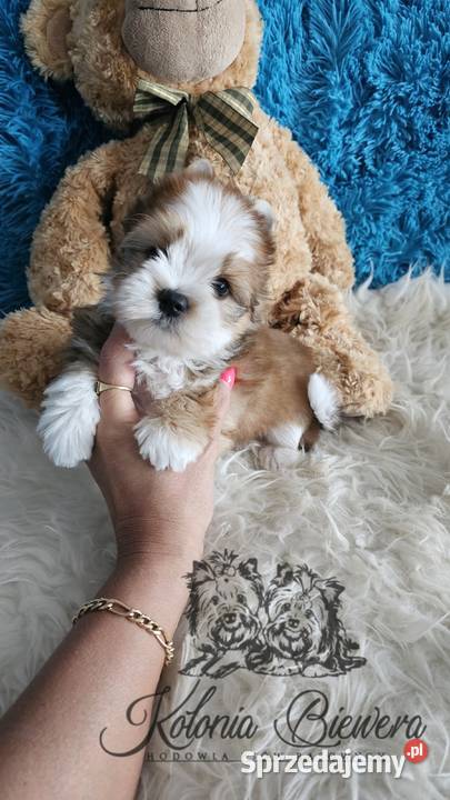 Yorkshire terrier piesek PASZPORT Sędziejowice