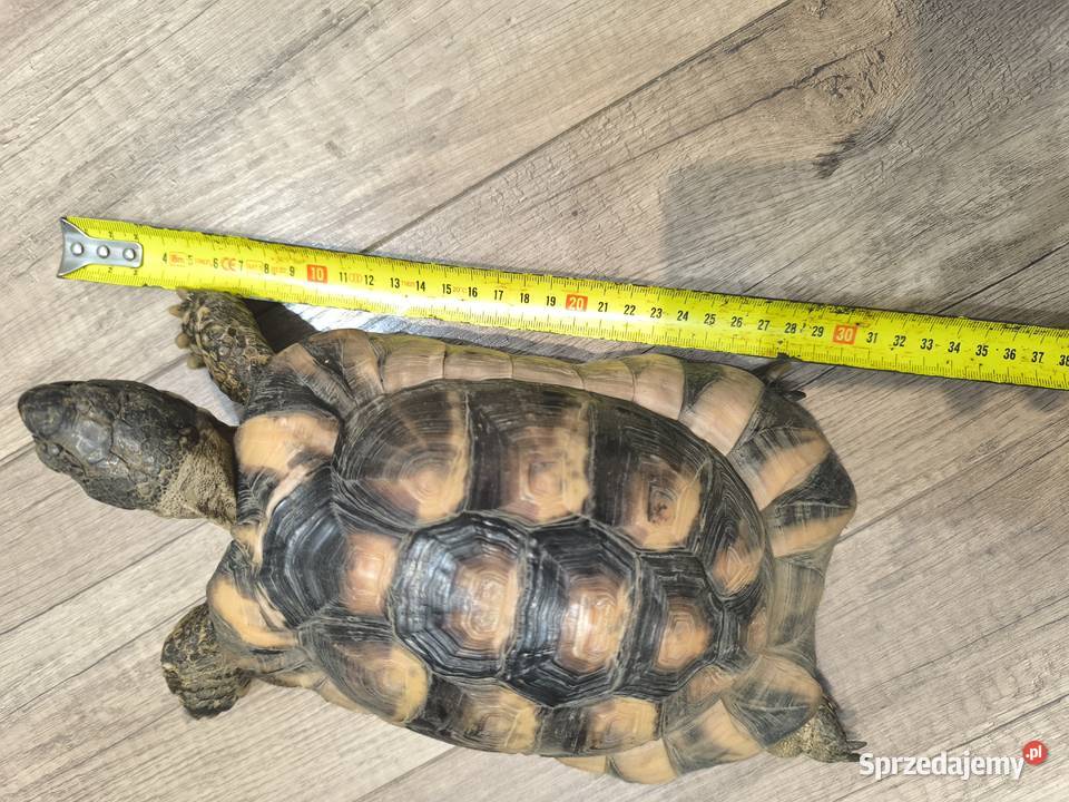Żółw obrzeżony testudo marginata Wrocław sprzedam