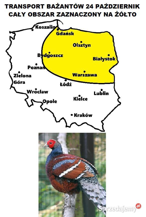 Sprzedam Bażanty Humeo Bażant z 2026r WYSYŁAM Gostyń