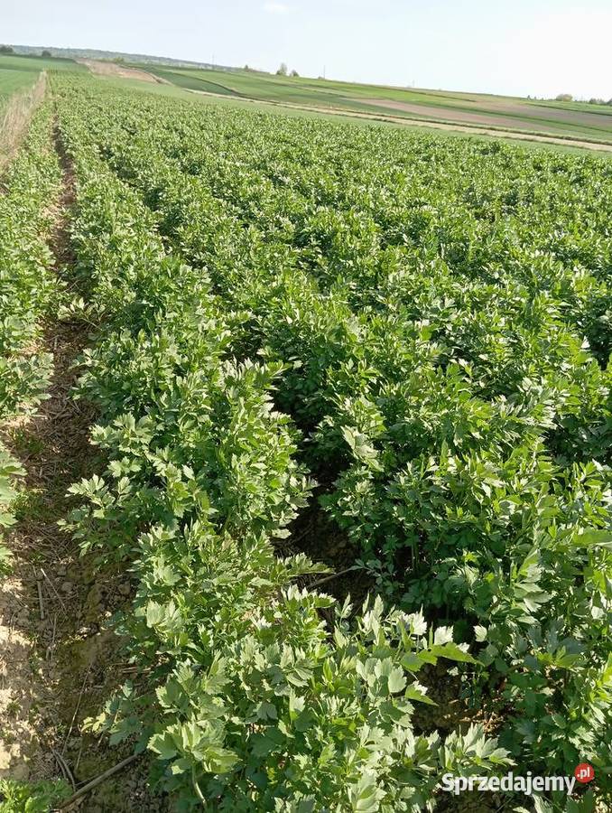 nasiona lubczyk 2025 lubelskie Krasnystaw