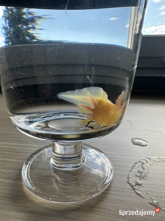 Aksolotl Salamandra Meksykańska Gady i płazy Kępno
