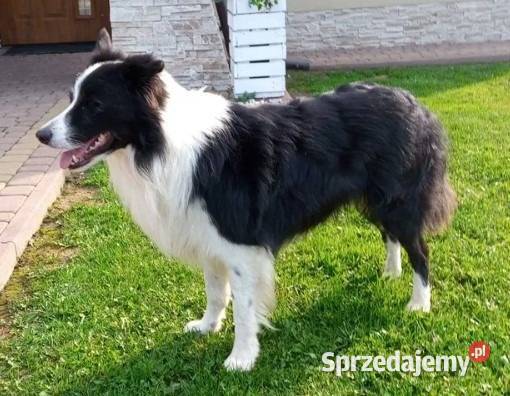 Border Collie piesek BATMAN z hodowli NEGRESSE Porąbka Uszewska