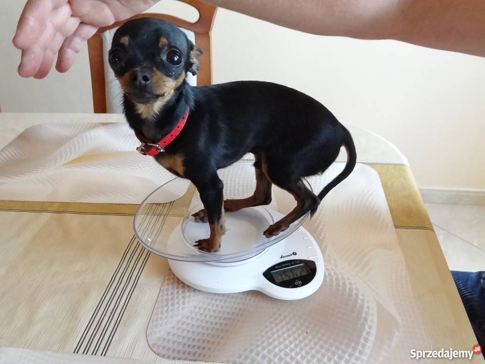 Ratlerek miniaturka krycie reproduktor oczekuje mazowieckie Wierzbica