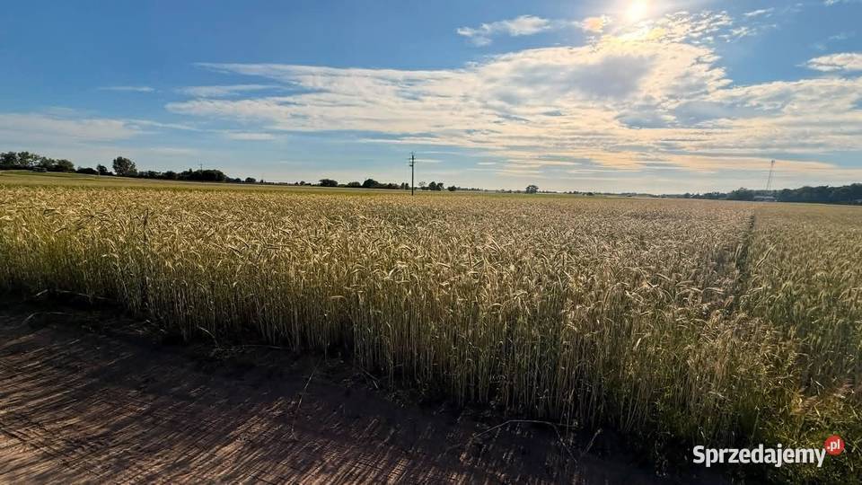 DZIAŁKA PIOTROWICE 54 ARY MPZP sprzedam